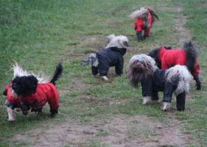 Regenanzug für Hunde BLACK HERCULES mit D-Ring