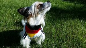 Hundehalstuch DEUTSCHLAND FLAGGE auf Halsband