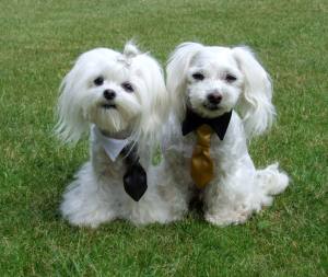 Hundekragen Hundekrawatte auf Halsband  WHITE CRAZY