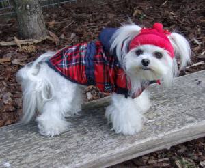 Hundejacke,Winterjacke RED-BLAU KARO