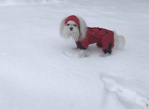 Hunde Cappy Wintermütze NESNA RED