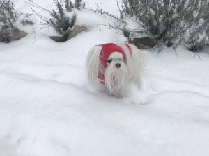 Hunde Cappy Wintermütze NESNA RED