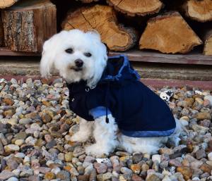 Hunde Herbst Winterjacke TYPHOON LIMITED EDITION