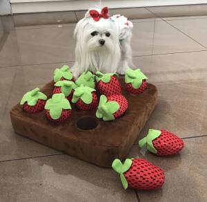 Hunde Schnüffelspiel Riesen Erdbeeren -Feld