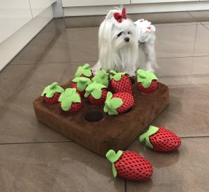 Hunde Schnüffelspiel Riesen Erdbeeren -Feld