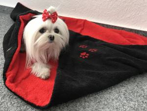 Hunde Spange BIG DOTS RED