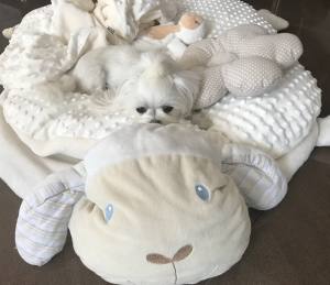 Hundebett SCHÄFCHEN WEISS /CREME inkl.Decke,Kissen ,Spielzeug,Bögen