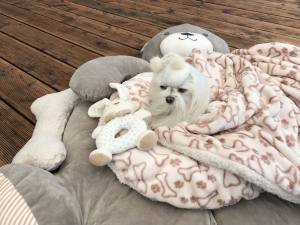 Hundebett Teddy braun /beige mit Decke,Kissen,Knochen,Schnüffeltepich