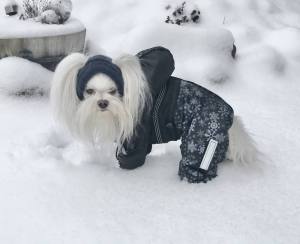 Hundecappy mit Bommel  ,Wintermütze POLAR NIGHT