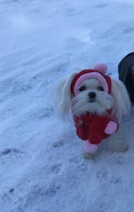 Hundecappy mit Bommel,Wintermütze VALENTINE