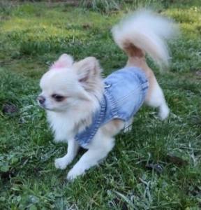 Hundejacke Jeansjacke Weste Blue