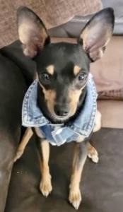 Hundejacke Jeansjacke Weste Blue