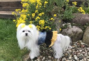 Hundejacke Jeansjacke Weste TARA