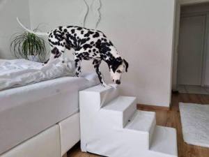 Hundetreppe BOXSPRINGBETT KUNSTLEDER CLASSIC Gr.M/4 56 cm hoch