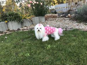 Kaputzen Hundepullover ,Strickpullover für Hunde PINK HERZ