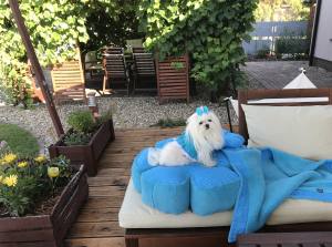 Hundebett RIESEN BLUME SKYBLUE Handmade