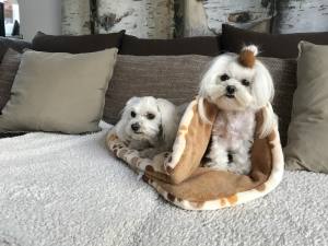 Schlafsack ,Decke ,Spielplatz für Hunde BEIGE PAWS