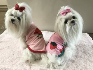 Hunde T-Shirt Rosa Erdbeere