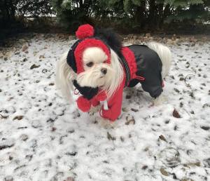 Hundecappy mit Bommel  ,Wintermütze VANCOUVER