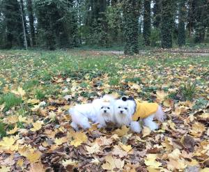 Winterjacke für Hunde ANNA in weiß