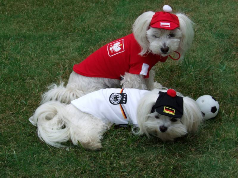 Hunde Fussball TShirt Trikot DEUTSCHLAND WM 2018 SMALL DOG